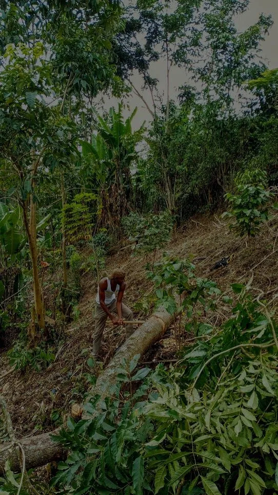 Lumbering in ugandan columbia